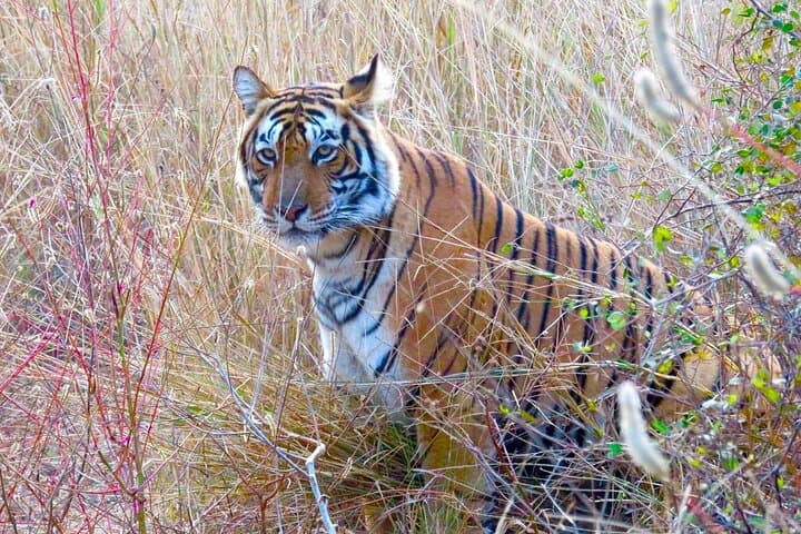 4-Day Golden Triangle & Ranthambore Tiger Safari from Delhi — Taj Mahal to Tigers photo 3