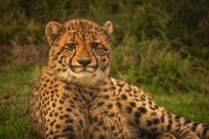 Free Roaming Cheetah Experience at Buffelsdrift Game Lodge, Oudtshoorn