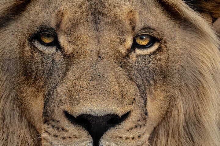 Lion Feeding Experience at Buffelsdrift — Close-Up Wildlife Viewing in Western Cape