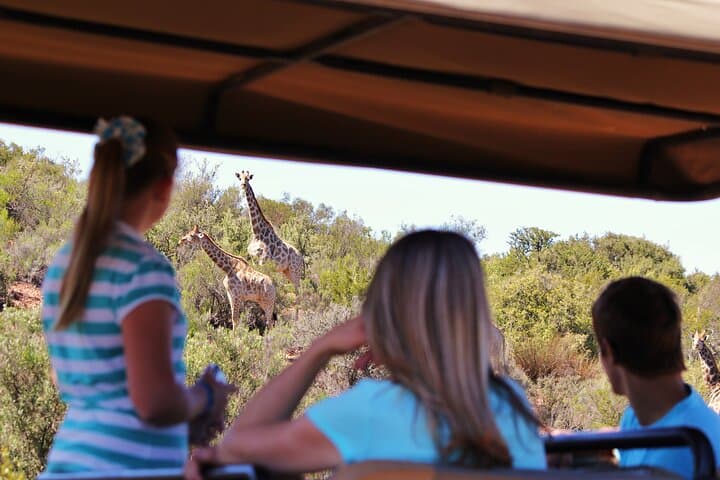 Karoo Bush Safari: 2-Hour Game Drive with Swartberg Views photo 2