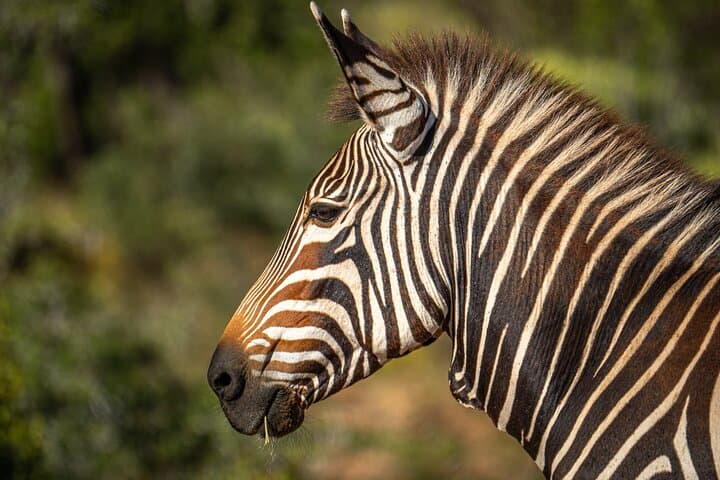 Karoo Bush Safari: 2-Hour Game Drive with Swartberg Views photo 5