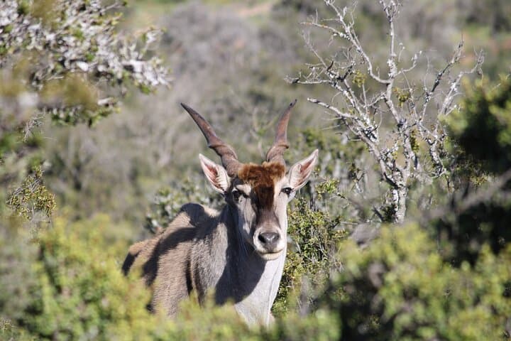 Karoo Bush Safari: 2-Hour Game Drive with Swartberg Views photo 6