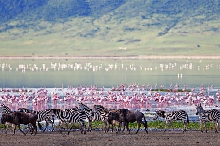 14-Day Kenya and Tanzania Big 5 Safari from Nairobi — Maasai Mara to Serengeti photo 4