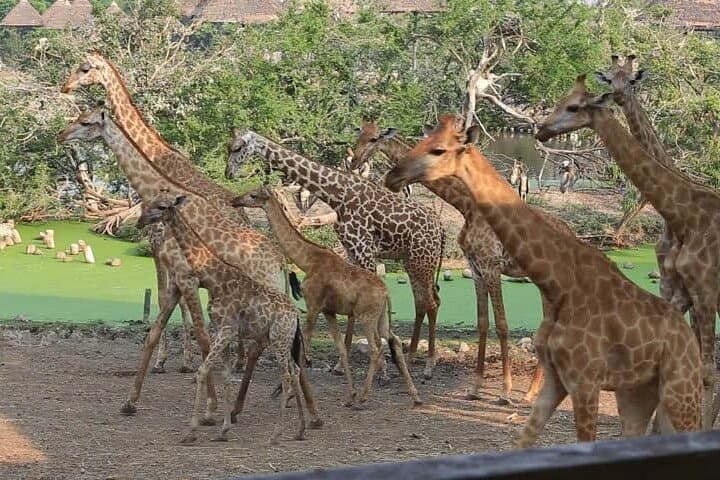 Full-Day Private Safari to Lake Nakuru National Park from Nairobi photo 4