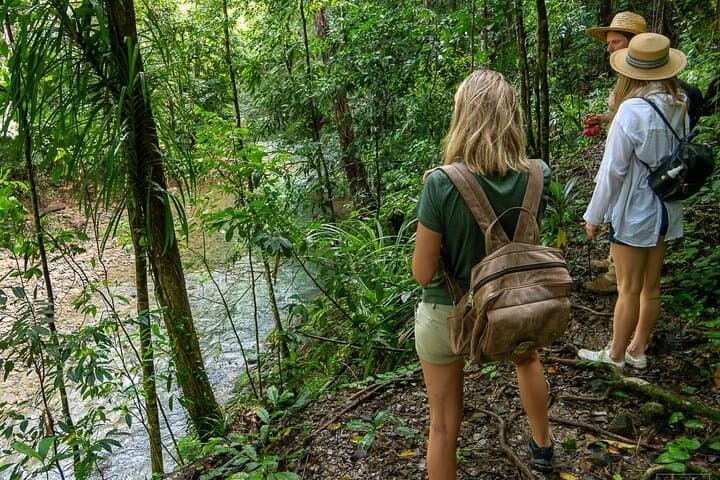 Daintree Waterfall Walk, Secluded Swim & Gourmet Rainforest Lunch photo 2