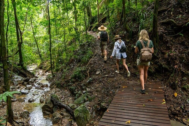 Daintree Waterfall Walk, Secluded Swim & Gourmet Rainforest Lunch photo 3