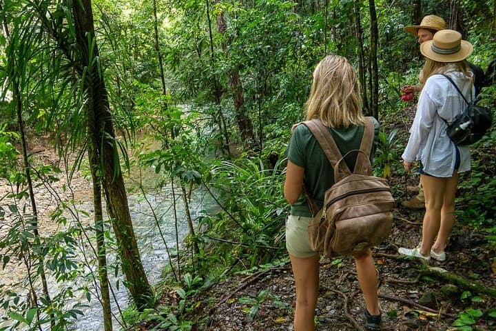 Daintree Waterfall Hike, Swim and Crocodile Cruise — Full-Day Rainforest Experience photo 3