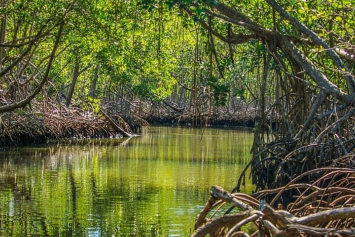 Exploring Los Haitises, Yanigua Waterfall & Montaña Redonda: Full-Day Punta Cana Adventure photo 4