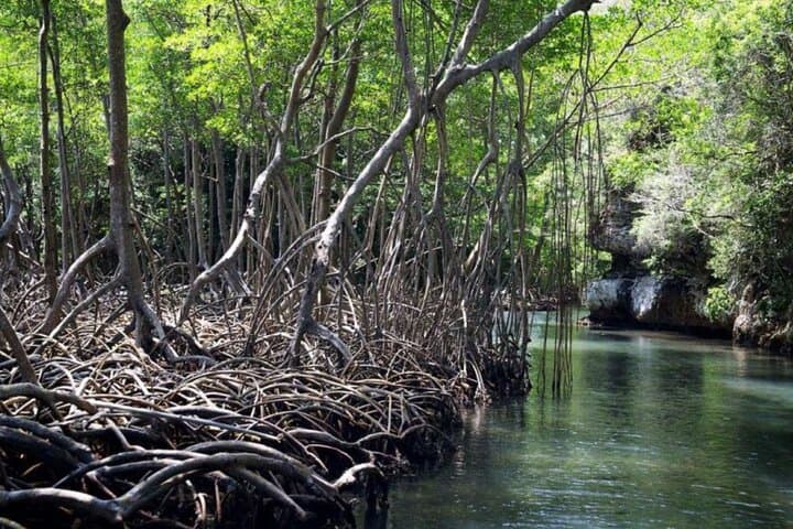 Exploring Los Haitises, Yanigua Waterfall & Montaña Redonda: Full-Day Punta Cana Adventure photo 5