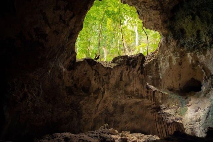 Los Haitises Hike and Mangrove Kayak from Punta Cana — Full-Day Rainforest & Birdlife Adventure photo 4