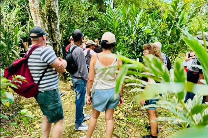 Los Haitises Hike and Mangrove Kayak from Punta Cana — Full-Day Rainforest & Birdlife Adventure photo 6