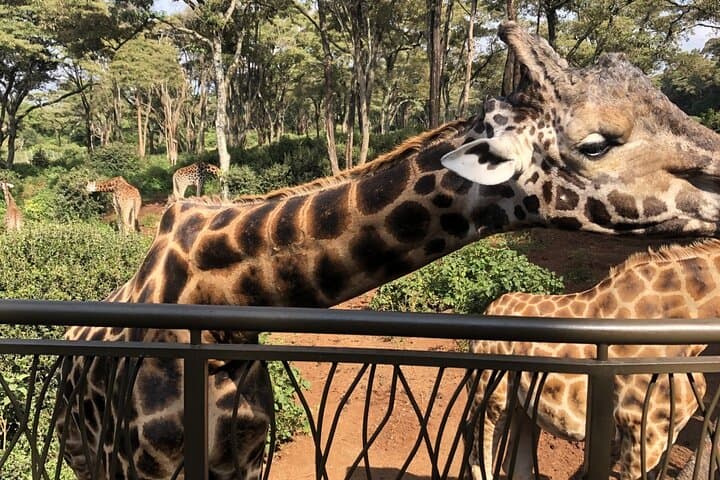 Half-Day Nairobi Wildlife & Culture Excursion — Giraffe Centre, Elephant Orphanage & Bead Workshop