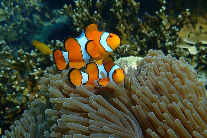 Surin Islands Speedboat Snorkel Tour from Khao Lak photo 3