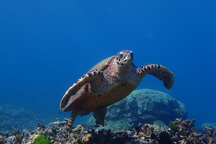 Surin Islands Speedboat Snorkel Tour from Khao Lak photo 4