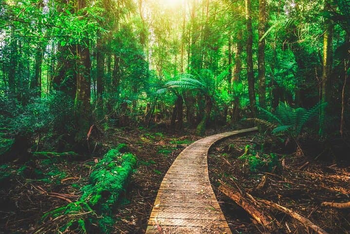 Tsitsikamma Private Full-Day Tour: Big Tree, Suspension Bridge & Bloukrans Bungee