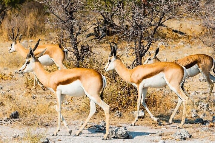 Kruger & Balule Big Five Safari: Katekani Tented Lodge (4-Day) photo 3