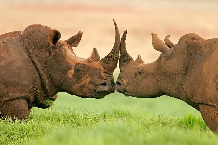 10-Day Namibia Safari: Sossusvlei, Etosha & Swakopmund Highlights