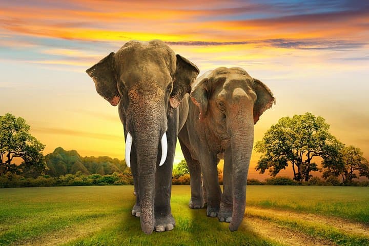 Kruger Tremisana 4-Day Big 5 Safari from Johannesburg — Balule Tented Camp Experience