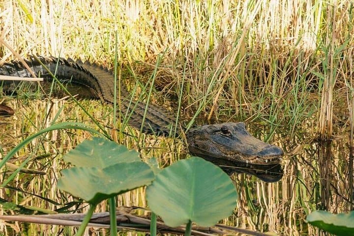 Everglades Night Airboat Tour from Miami: A Thrilling Wildlife Adventure photo 4