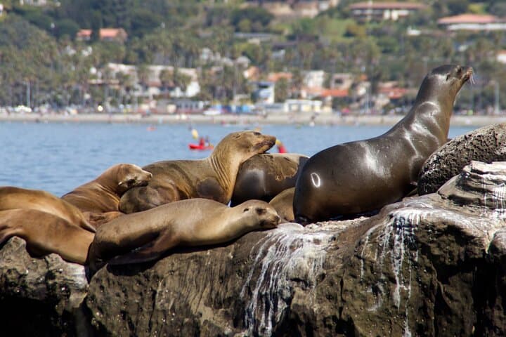 San Diego Seaside Scenic Tour: Private Day Trip From Orange County photo 6