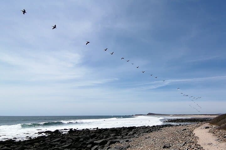 Explore Las Labradas: Coastal Petroglyphs and Beach Walk from Mazatlán photo 6