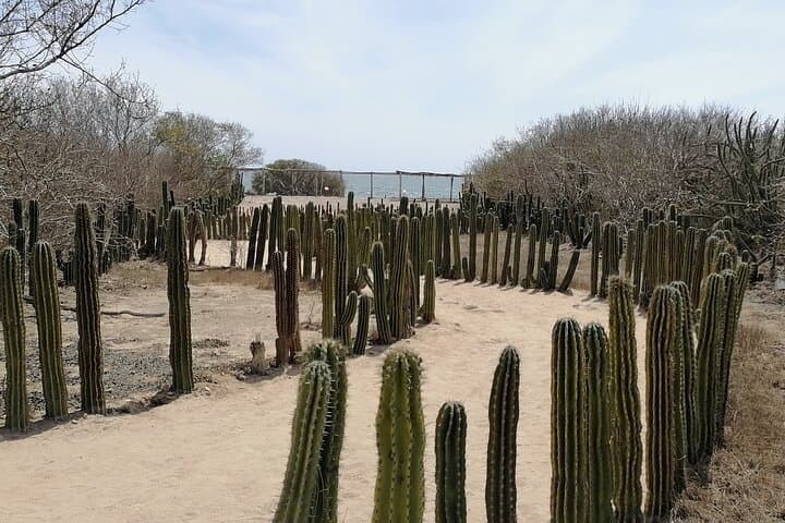 Explore Las Labradas: Coastal Petroglyphs and Beach Walk from Mazatlán photo 3