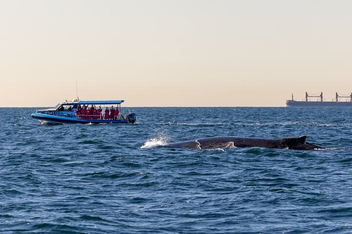 Lake Macquarie Whale Watching: Humpback Discovery Tour from Swansea photo 3