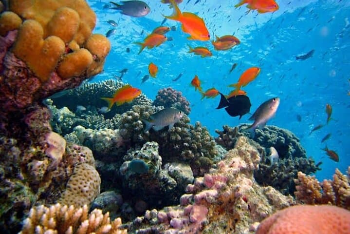 Blue Lagoon Private Snorkel: Bali's East Coast Reefs