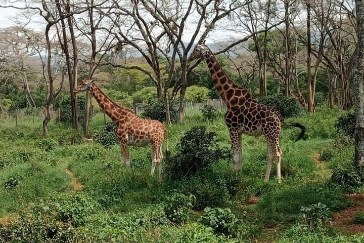 Karen Blixen, Giraffe Centre & Bomas of Kenya Day Tour from Nairobi
