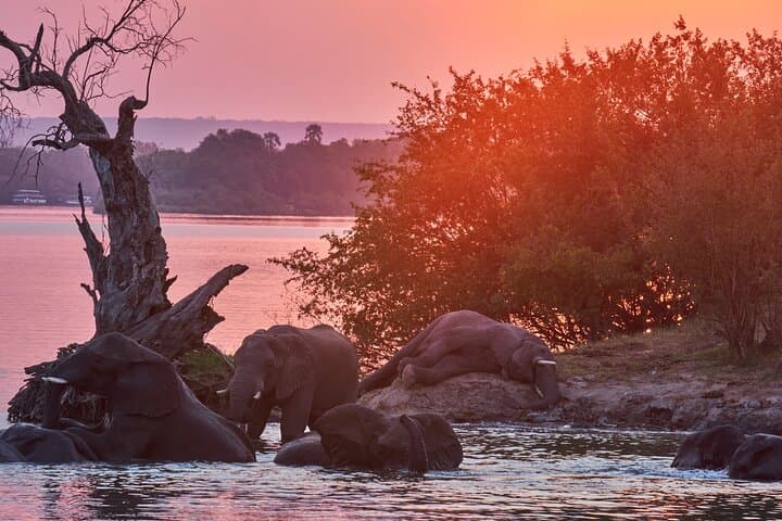 Zambezi River Dinner Cruise from Victoria Falls — Sunset Wildlife & Three-Course Dining photo 4