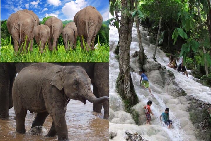 Chiang Mai Elephant Sanctuary and Sticky Waterfall Day Tour photo 2
