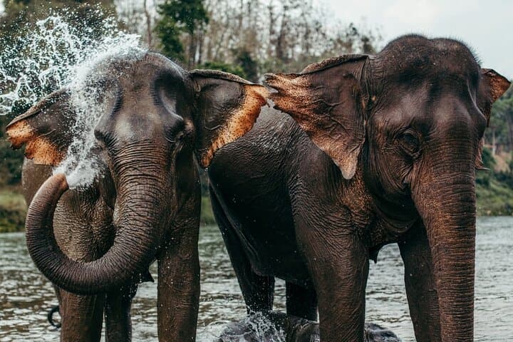Chiang Mai Elephant Sanctuary and Sticky Waterfall Day Tour