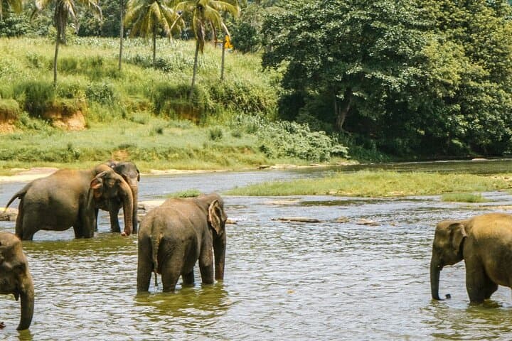 Chiang Mai Elephant Sanctuary and Sticky Waterfall Day Tour photo 4