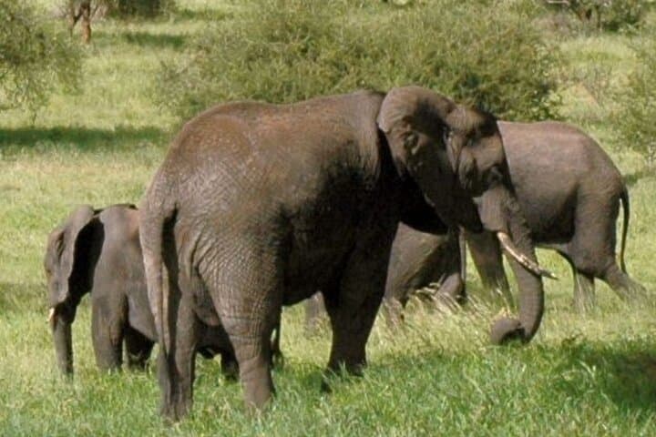 Chiang Mai Elephant Sanctuary and Sticky Waterfall Day Tour photo 5