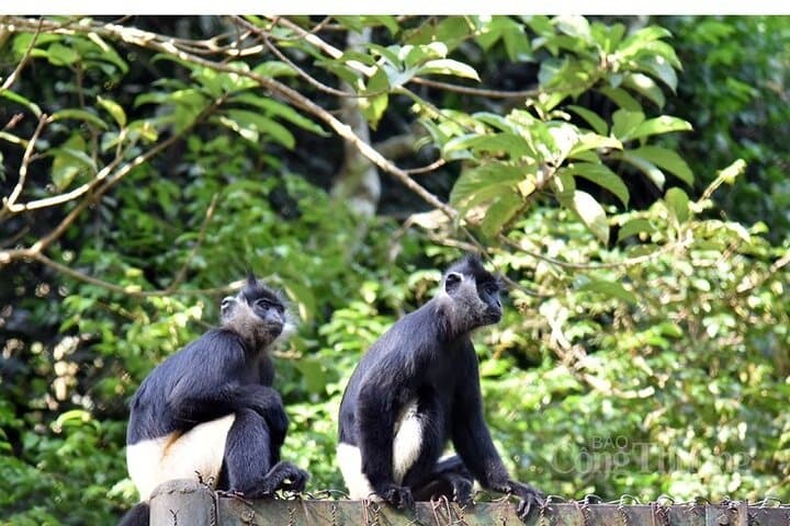 Cuc Phuong Scenic Jungle Trek: Day Tour from Ninh Binh