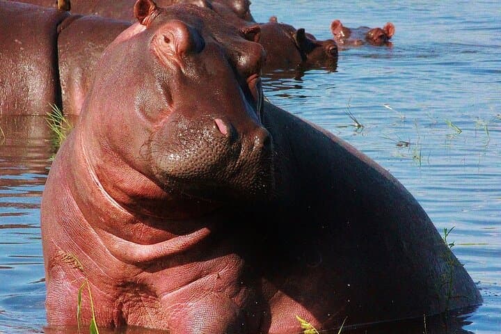 Chobe Day Trip: Kasane Safari & Chobe River Boat Cruise