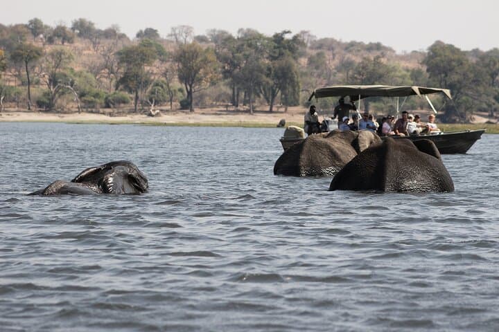 Chobe Day Trip: Kasane Safari & Chobe River Boat Cruise photo 2