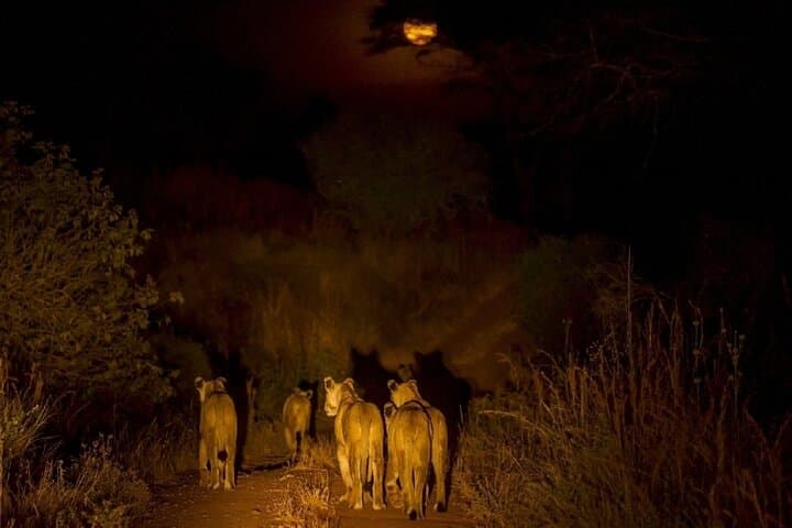 Night Game Drive and Bush Dinner in Zambezi National Park, Victoria Falls