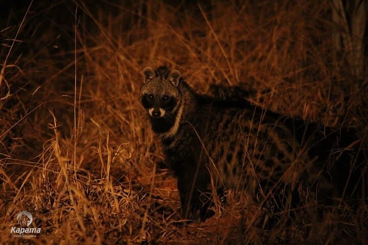 Night Game Drive and Bush Dinner in Zambezi National Park, Victoria Falls photo 2