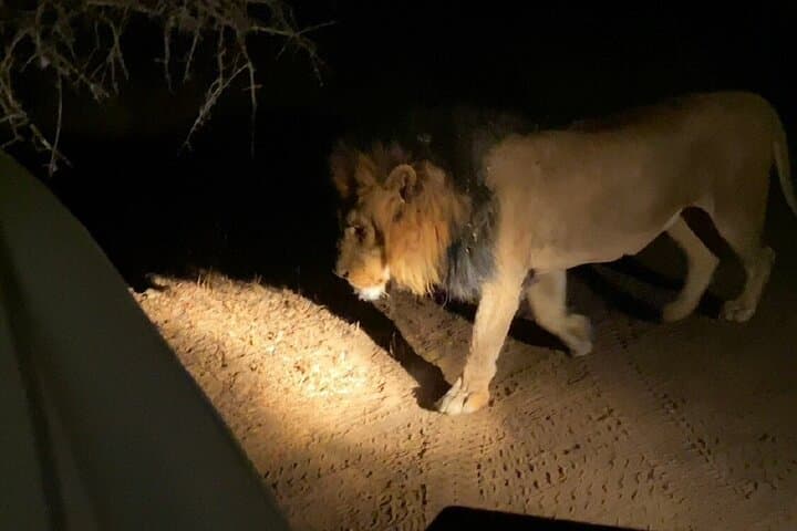 Night Game Drive and Bush Dinner in Zambezi National Park, Victoria Falls photo 3