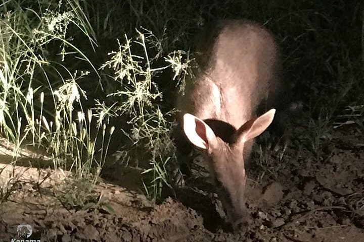 Night Game Drive and Bush Dinner in Zambezi National Park, Victoria Falls photo 4