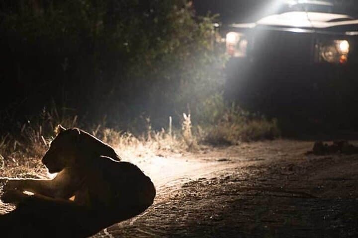 Night Game Drive and Bush Dinner in Zambezi National Park, Victoria Falls photo 5