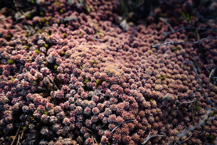 Guided Wilderness Hike in Rovaniemi — Explore Finnish Boreal Forests & Berry Trails photo 4
