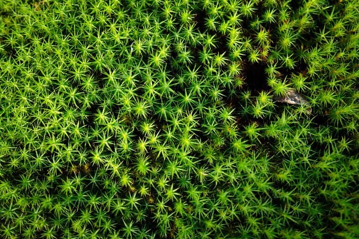 Guided Wilderness Hike in Rovaniemi — Explore Finnish Boreal Forests & Berry Trails photo 6