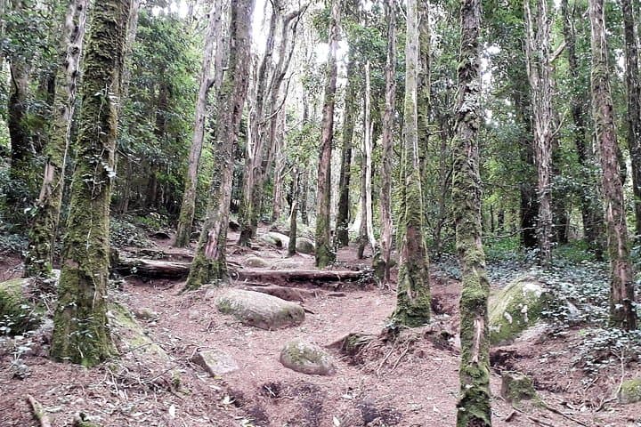 Cascais Open Water Swim & Coastal Hike — Cresmina Dunes to Sintra-Cascais Park photo 2