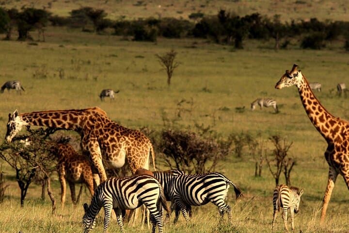 Tala Game Reserve & Natal Park Safari from Durban: Half-Day Wildlife Drive photo 4
