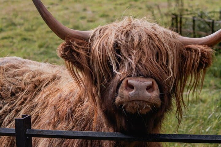 Private Highlands Day Tour: Glencoe, Loch Lomond & Castles from Glasgow photo 6