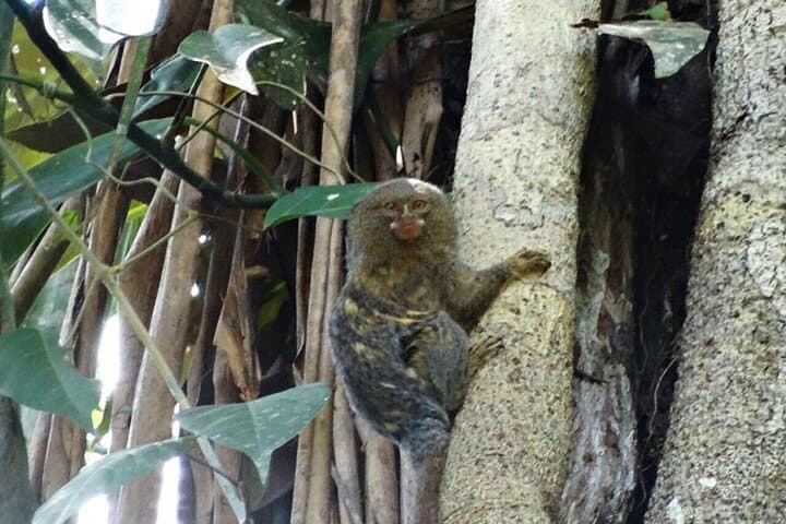 5-Day Cuyabeno Amazon Jungle Adventure at Tucan Lodge photo 2