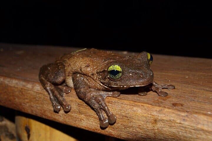 5-Day Cuyabeno Amazon Jungle Adventure at Tucan Lodge photo 5