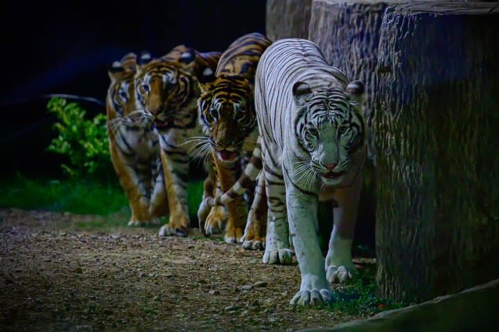 Chiang Mai Night Safari: Nocturnal Tram Ride & Jaguar Trail Experience photo 4